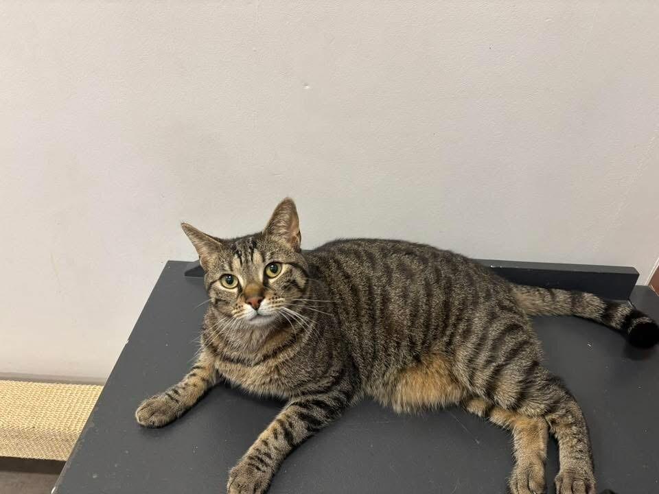 Hunter, Adoptable, Adult Female Domestic Short Hair.