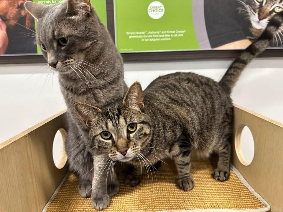 Hunter, a Adoptable Domestic Short Hair in North Babylon, NY image 2/4