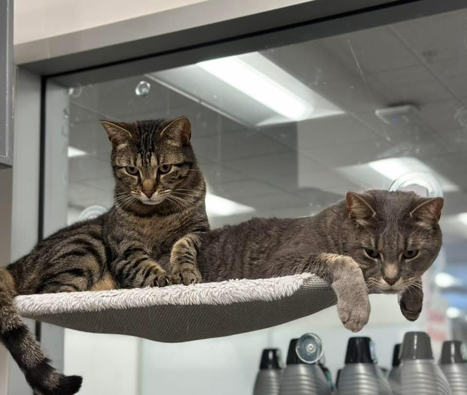 Hunter, a Adoptable Domestic Short Hair in North Babylon, NY image 3/4