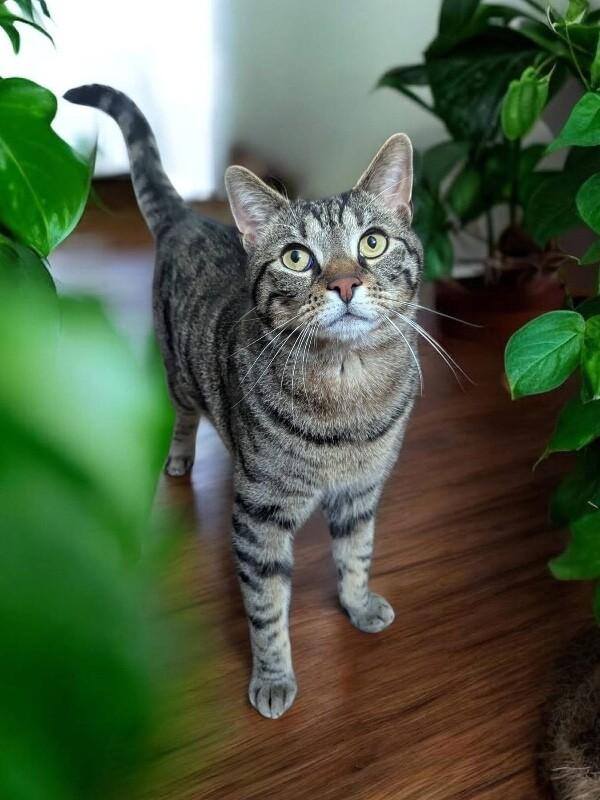 Hunter, Adoptable, Adult Female Domestic Short Hair.