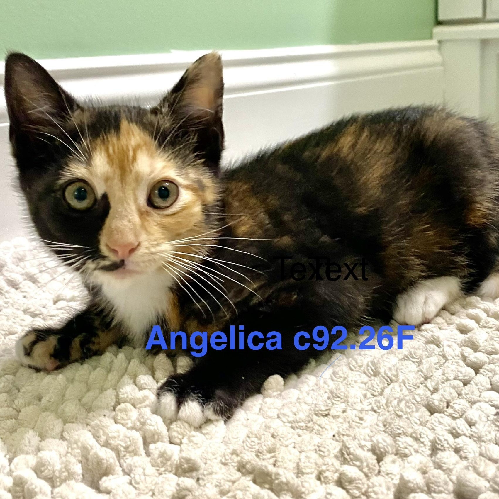 Enlarge Foster Angelica, a Adoptable Domestic Short Hair in Batavia, NY image 1/1