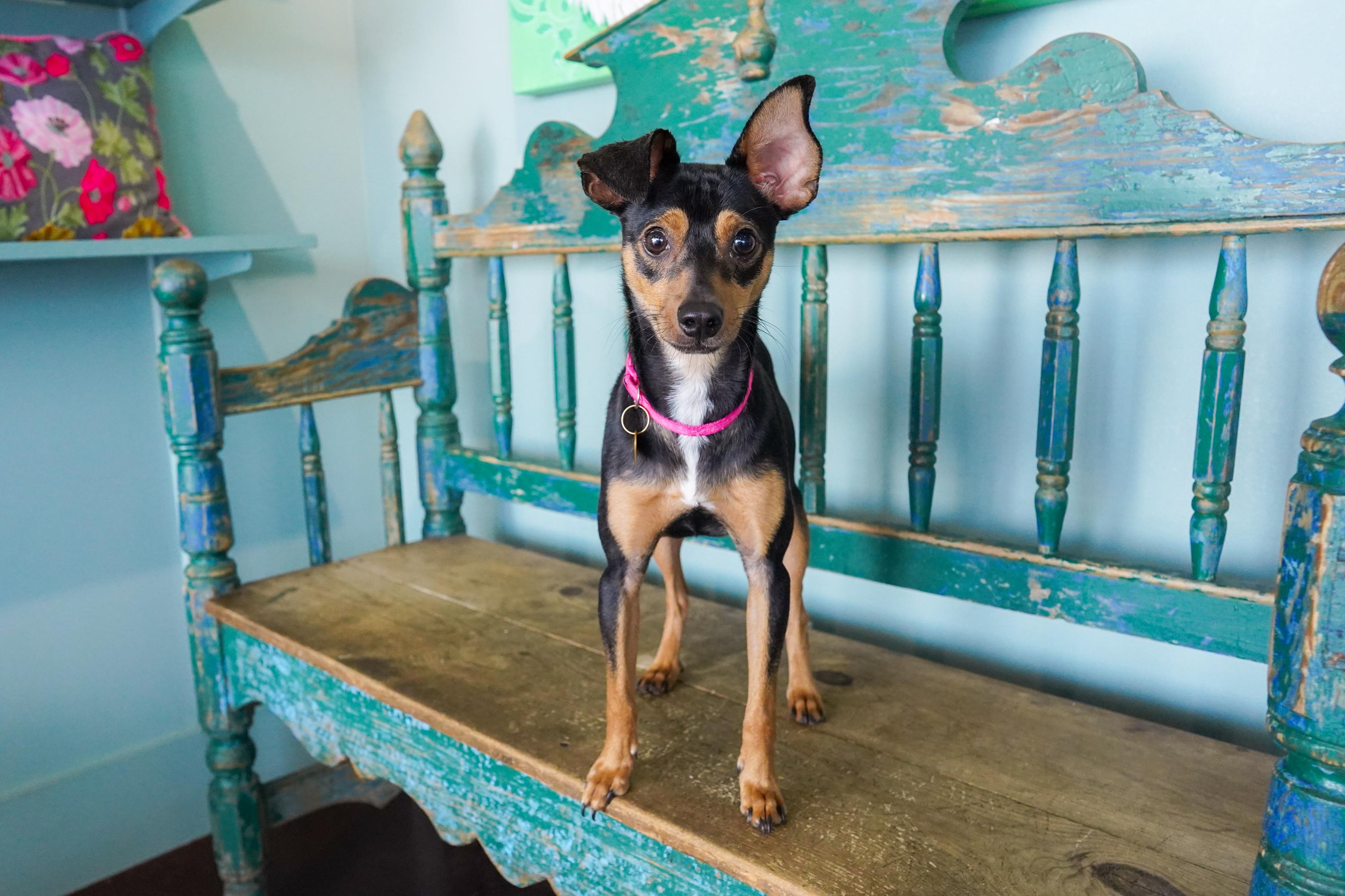 Enlarge Topher, a Adoptable mixed breed in San Antonio, TX image 2/4