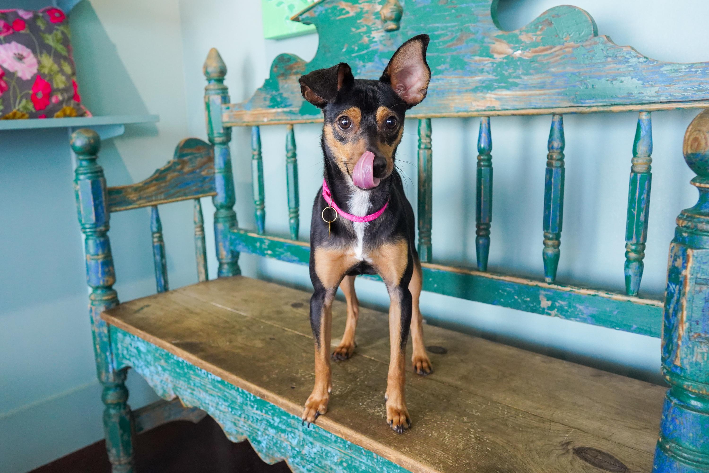 Enlarge Topher, a Adoptable mixed breed in San Antonio, TX image 3/4