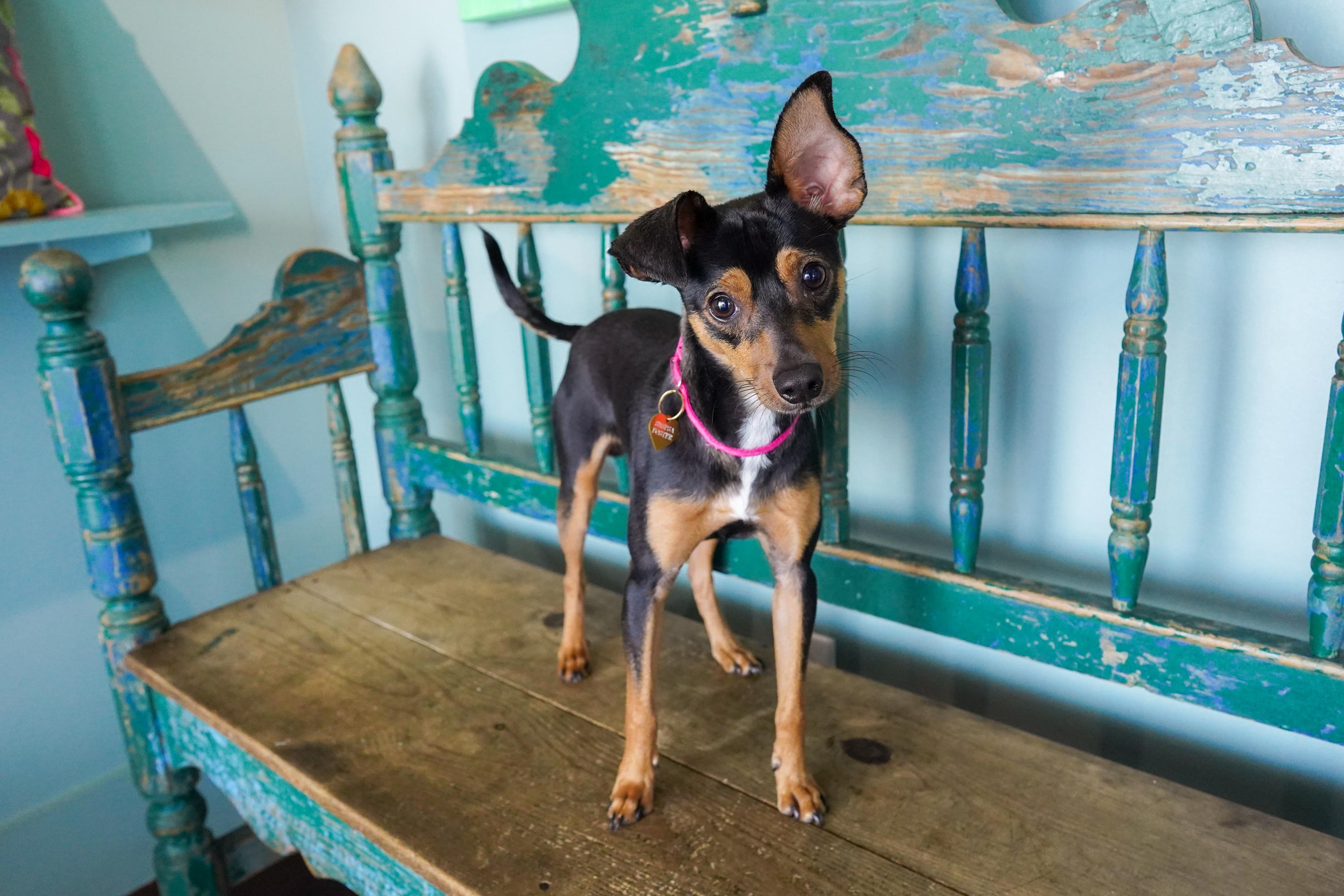 Enlarge Topher, a Adoptable mixed breed in San Antonio, TX image 1/4