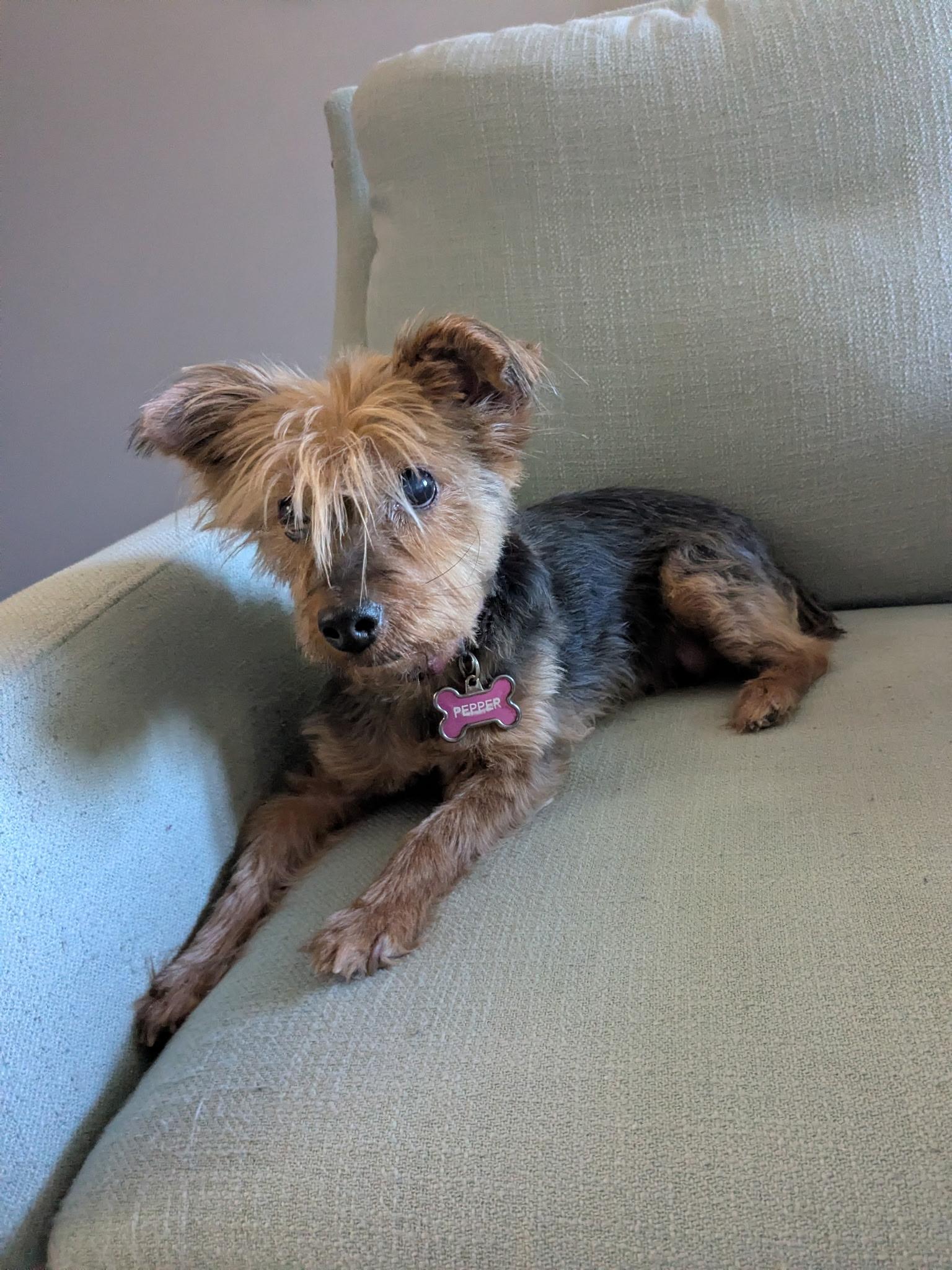 Enlarge Pepper, a ADOPTABLE Yorkshire Terrier in Kittery, ME image 2/2