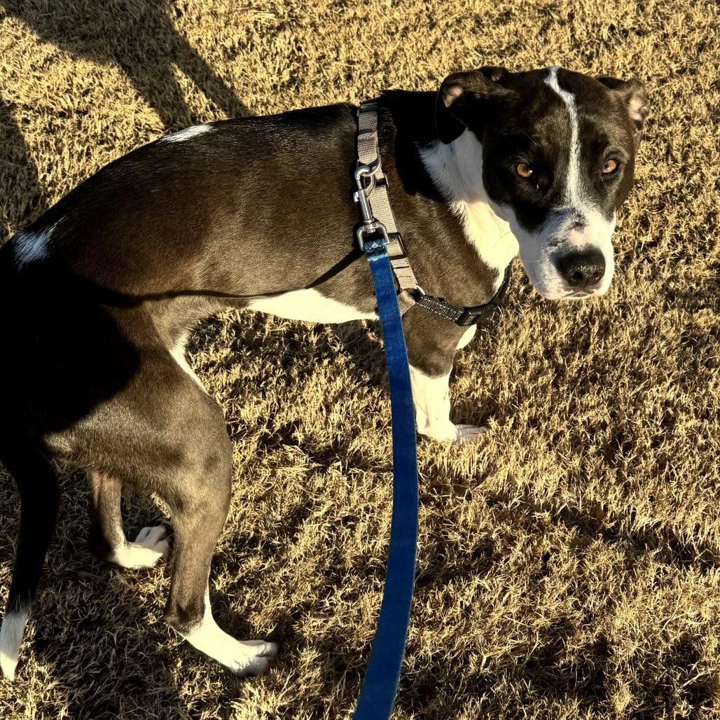 Enlarge Tilly, a Adoptable Hound in Huntsville, AL image 1/4