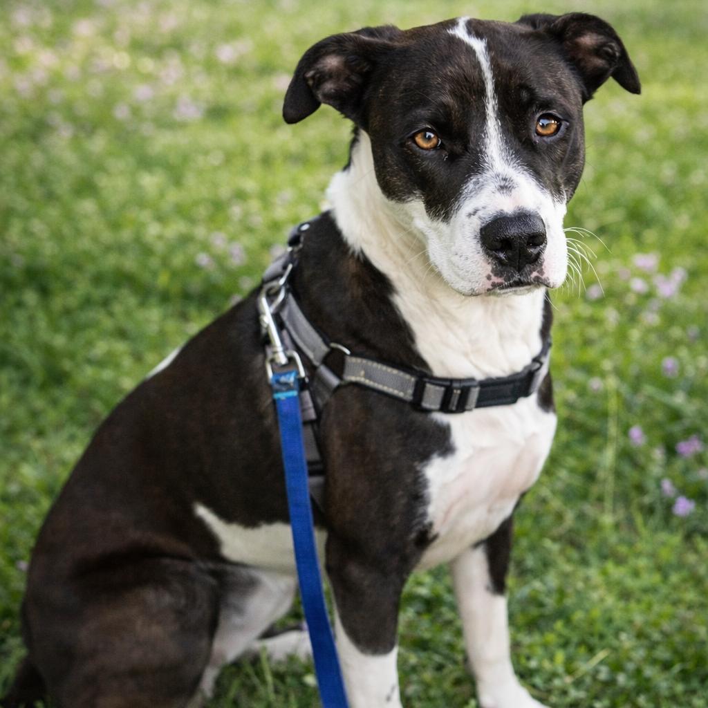 Enlarge Tilly, a Adoptable Hound in Huntsville, AL image 2/4