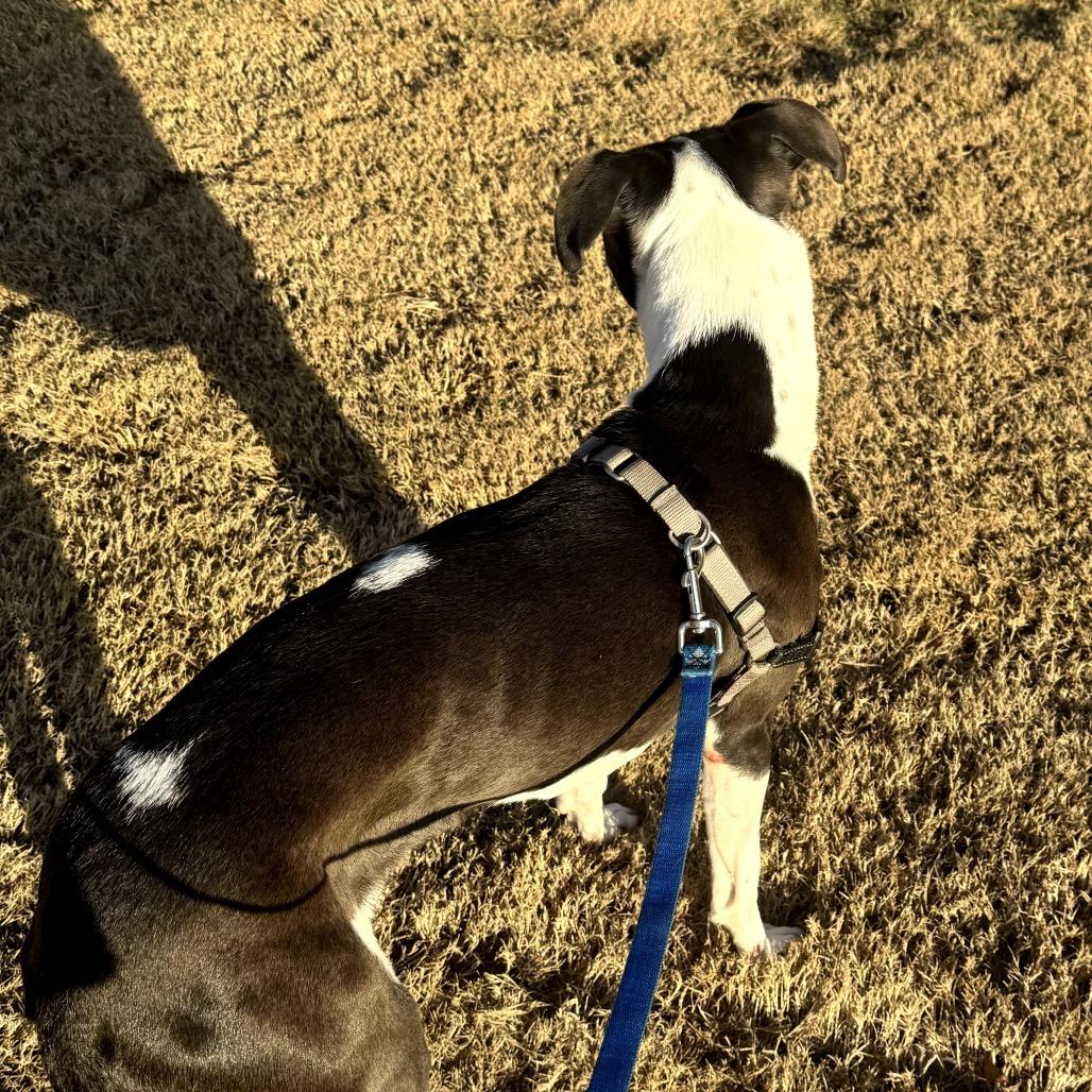 Enlarge Tilly, a Adoptable Hound in Huntsville, AL image 3/4