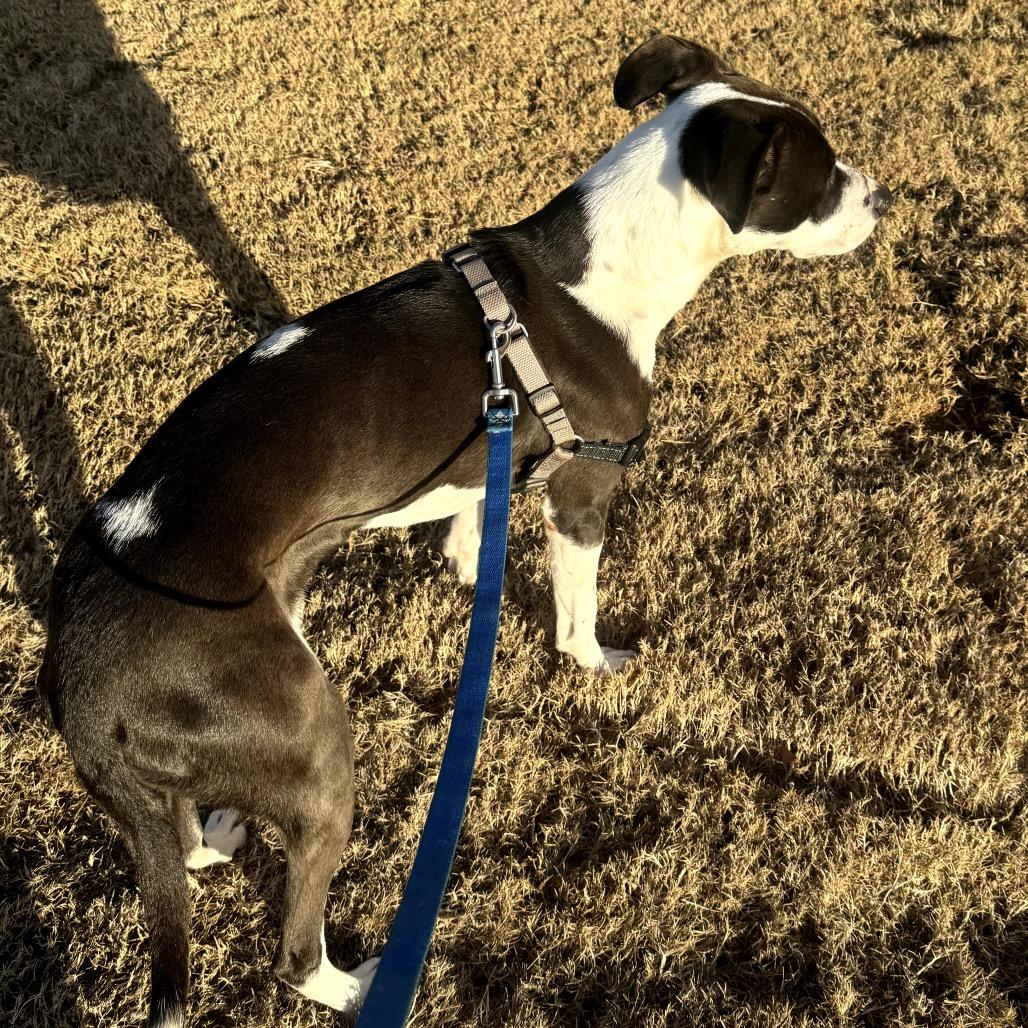 Enlarge Tilly, a Adoptable Hound in Huntsville, AL image 4/4