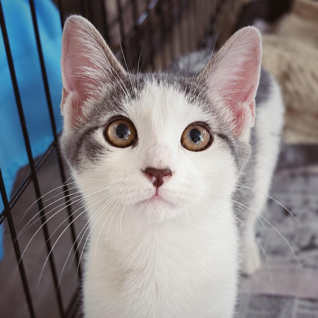 Sweet William, Adoptable, Kitten Male Domestic Short Hair.