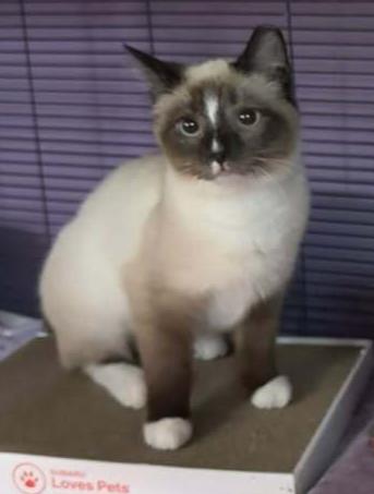 Diamond, Adoptable, Young Female Domestic Short Hair.