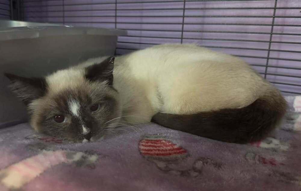 Enlarge Diamond, a Adoptable mixed breed in Woodbridge, VA image 2/2