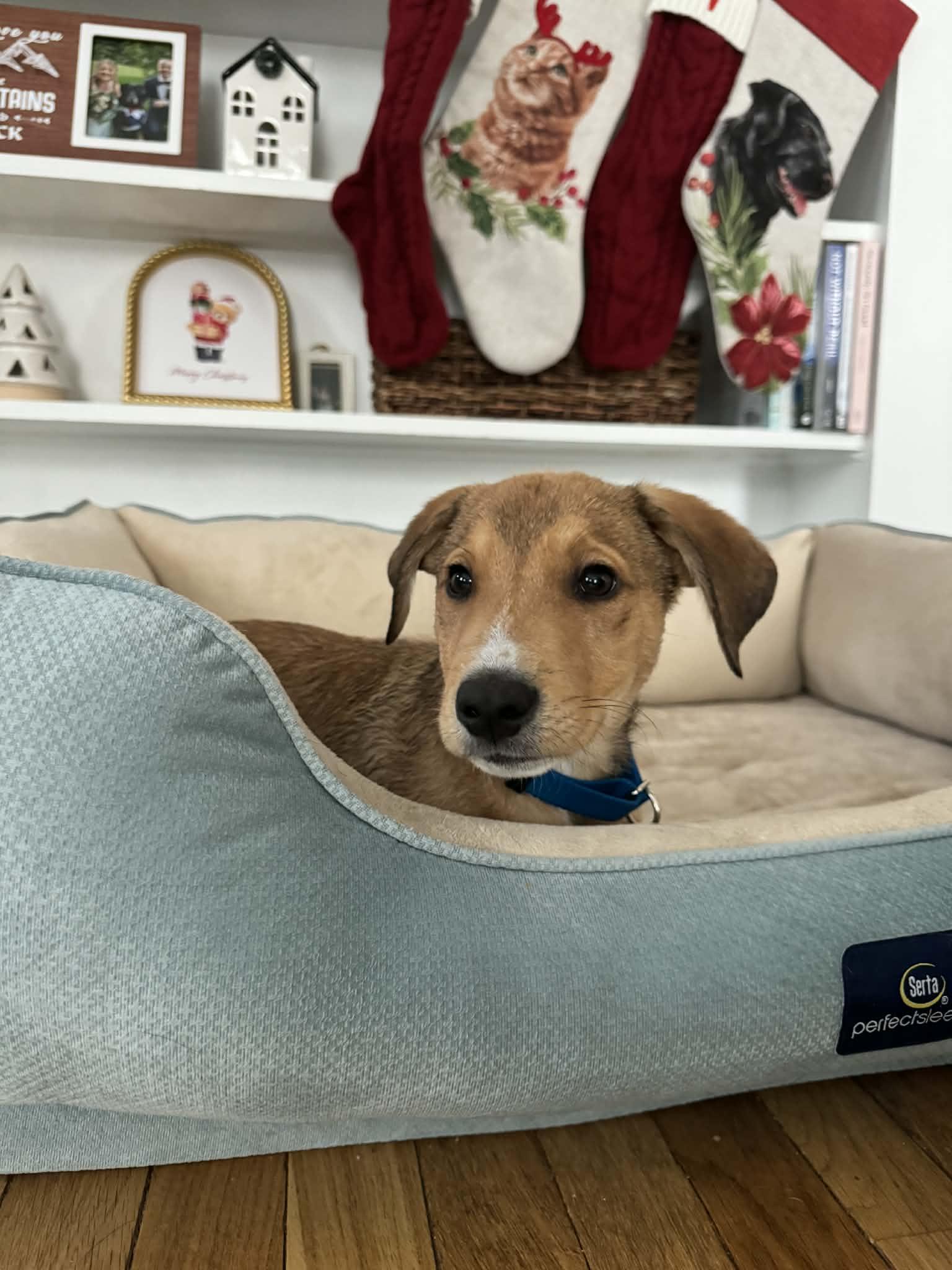 Enlarge Rocky, a Adoptable mixed breed in Middletown, NY image 1/6