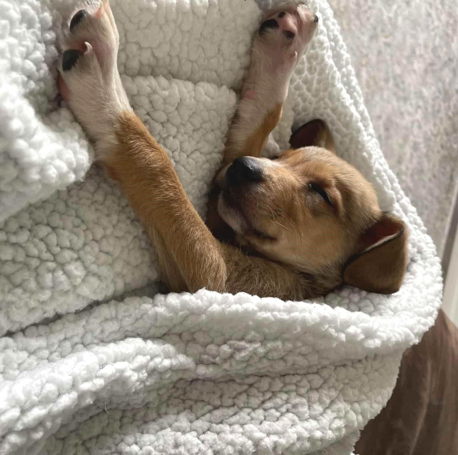 Enlarge Rocky, a Adoptable mixed breed in Middletown, NY image 5/6