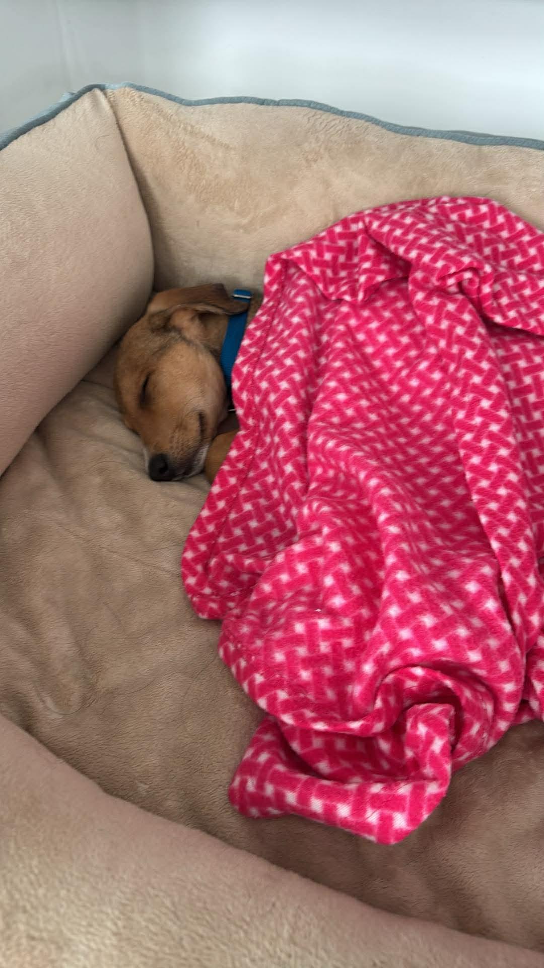 Enlarge Rocky, a Adoptable mixed breed in Middletown, NY image 6/6