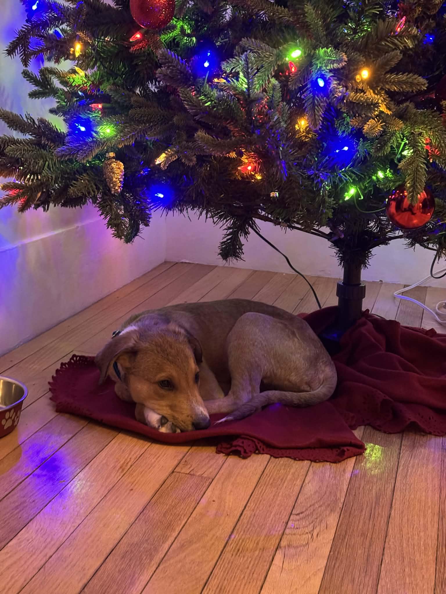 Enlarge Rocky, a Adoptable mixed breed in Middletown, NY image 2/6