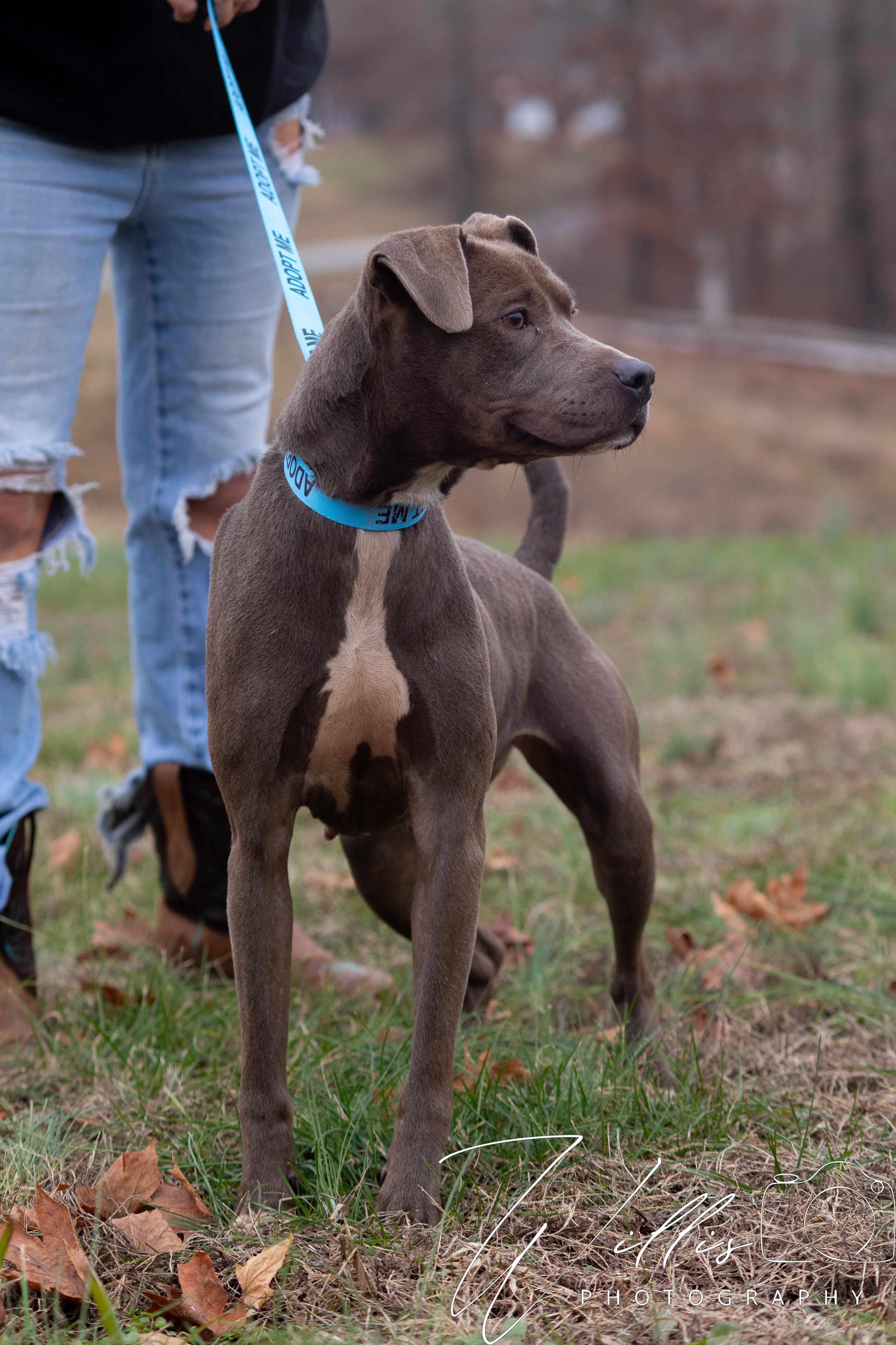 Enlarge Lil Momma, a ADOPTABLE mixed breed in Dixon, KY image 3/4