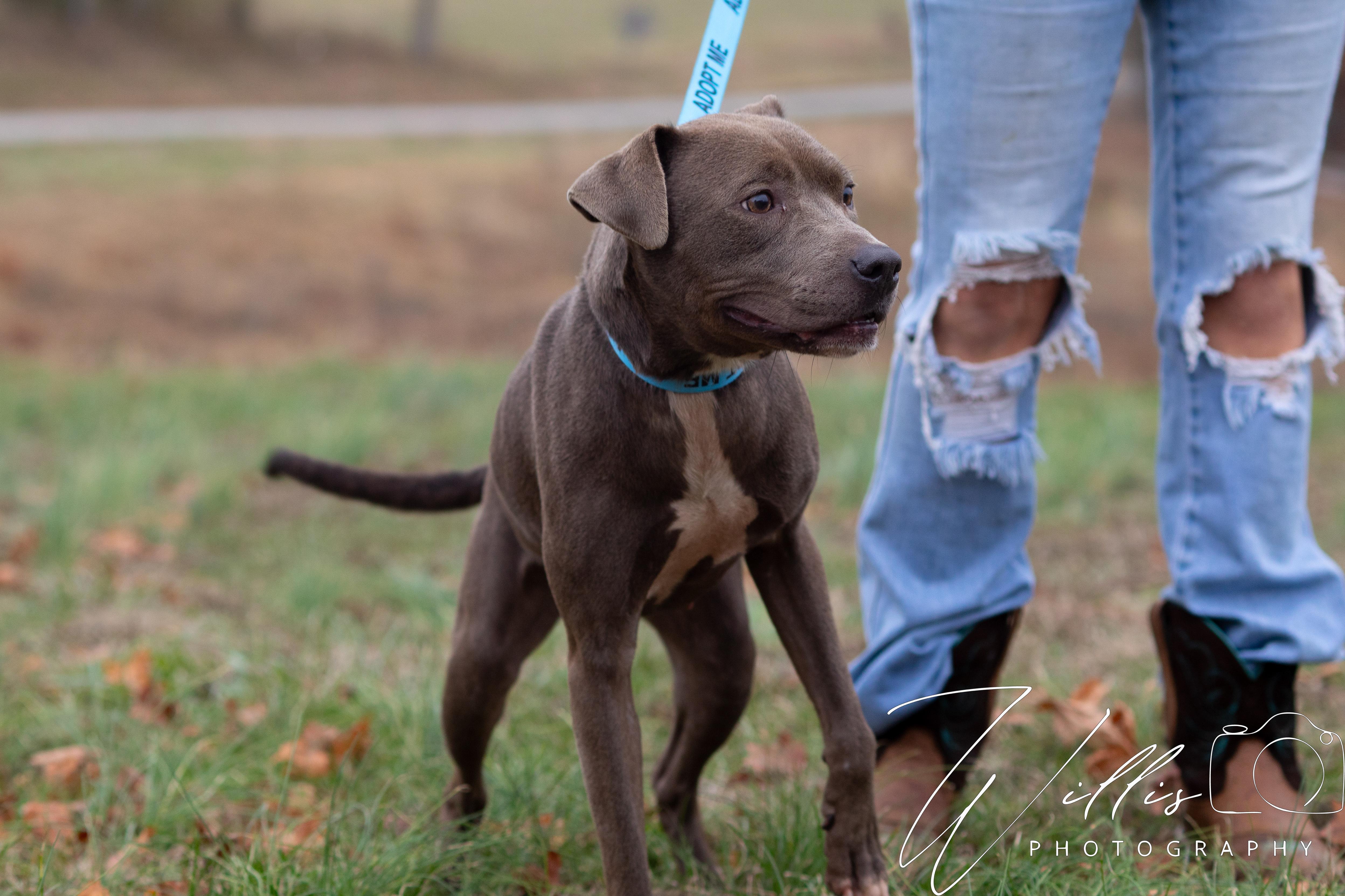 Lil Momma, ADOPTABLE, Adult Female Pit Bull Terrier.