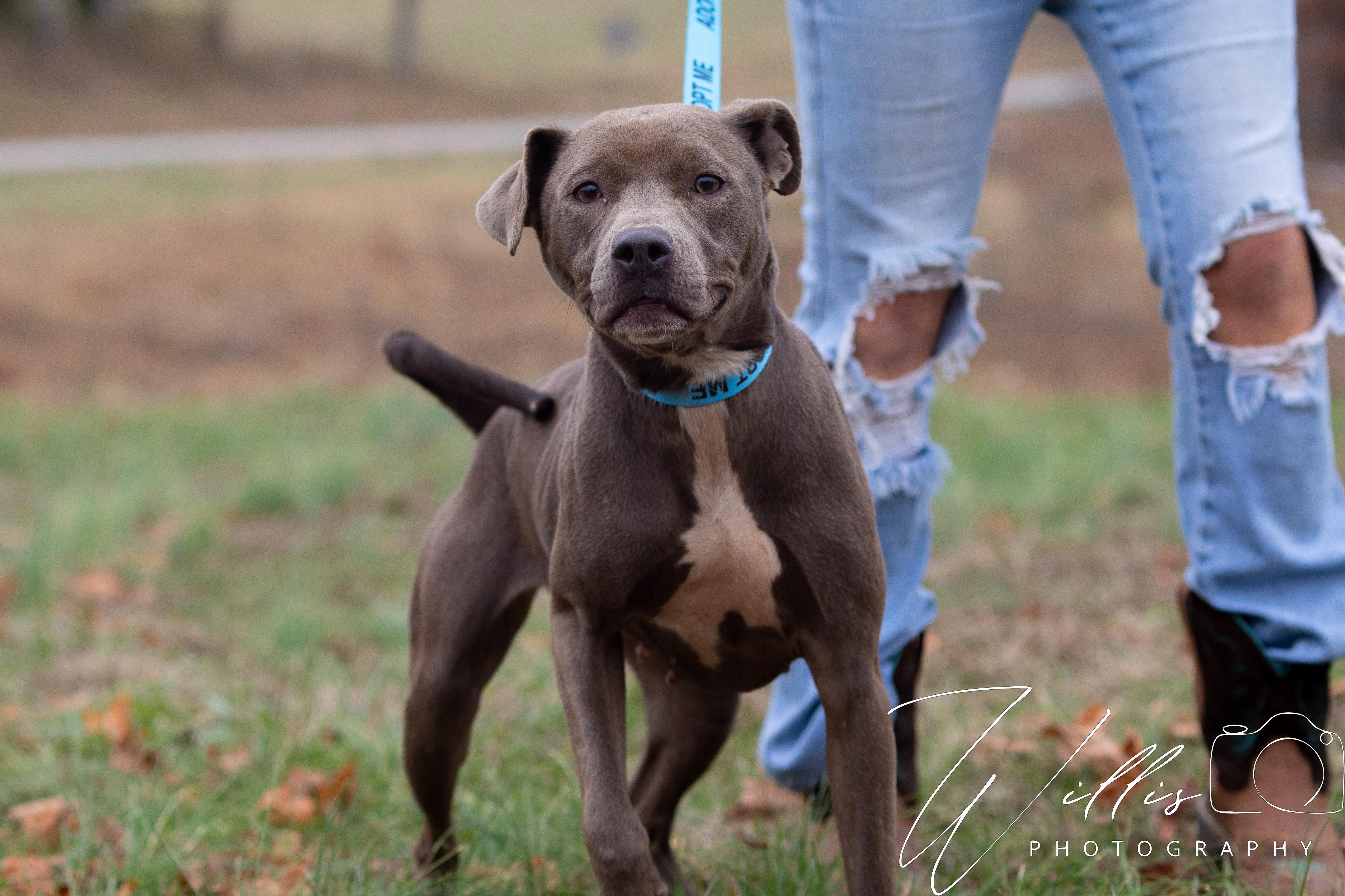 Enlarge Lil Momma, a ADOPTABLE mixed breed in Dixon, KY image 4/4