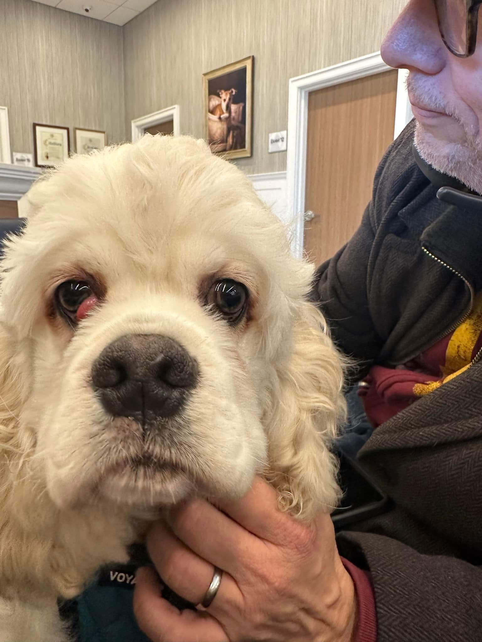 Enlarge Ray Ray, a Adoptable Cocker Spaniel in Flushing, NY image 1/3
