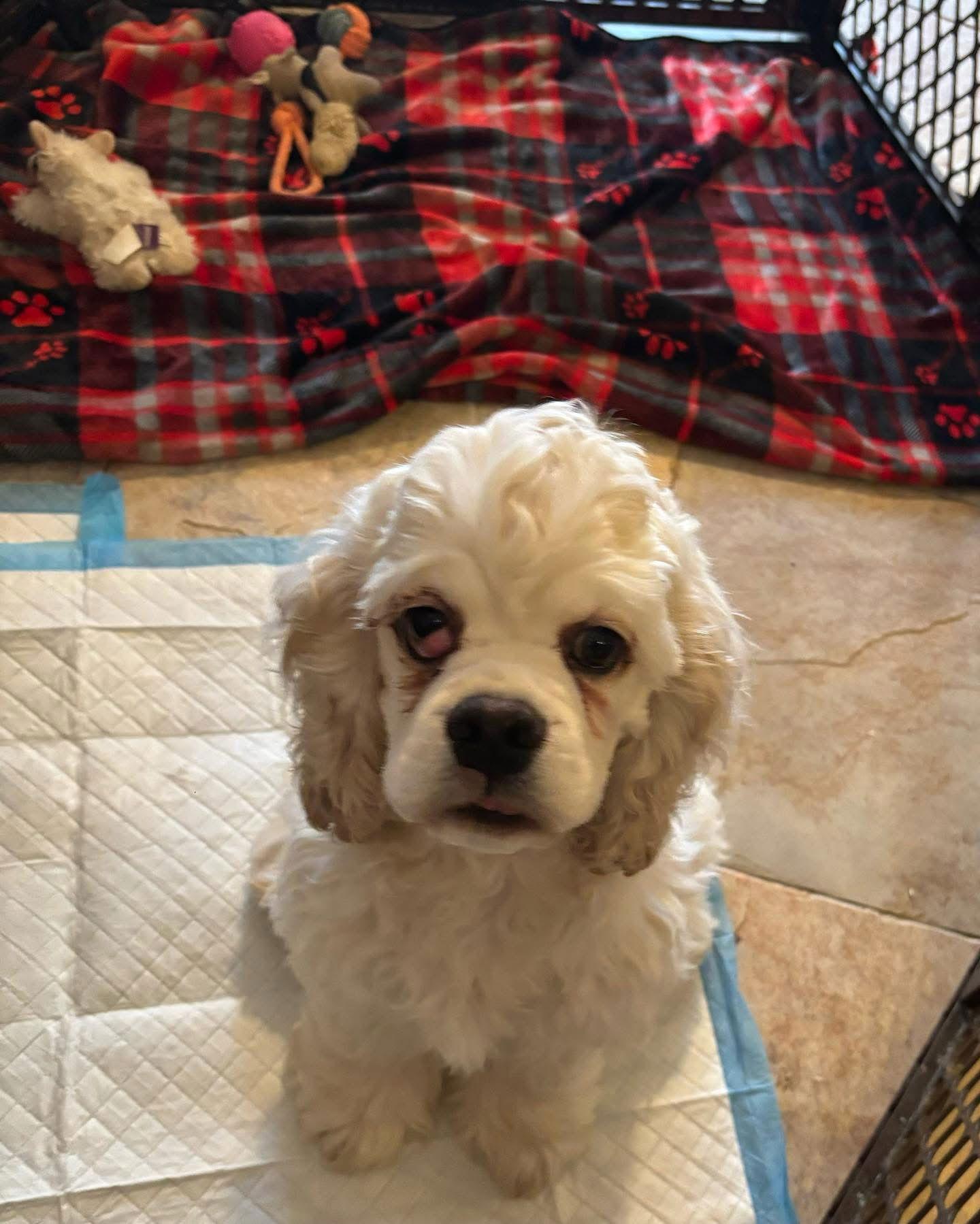 Enlarge Ray Ray, a Adoptable Cocker Spaniel in Flushing, NY image 2/3