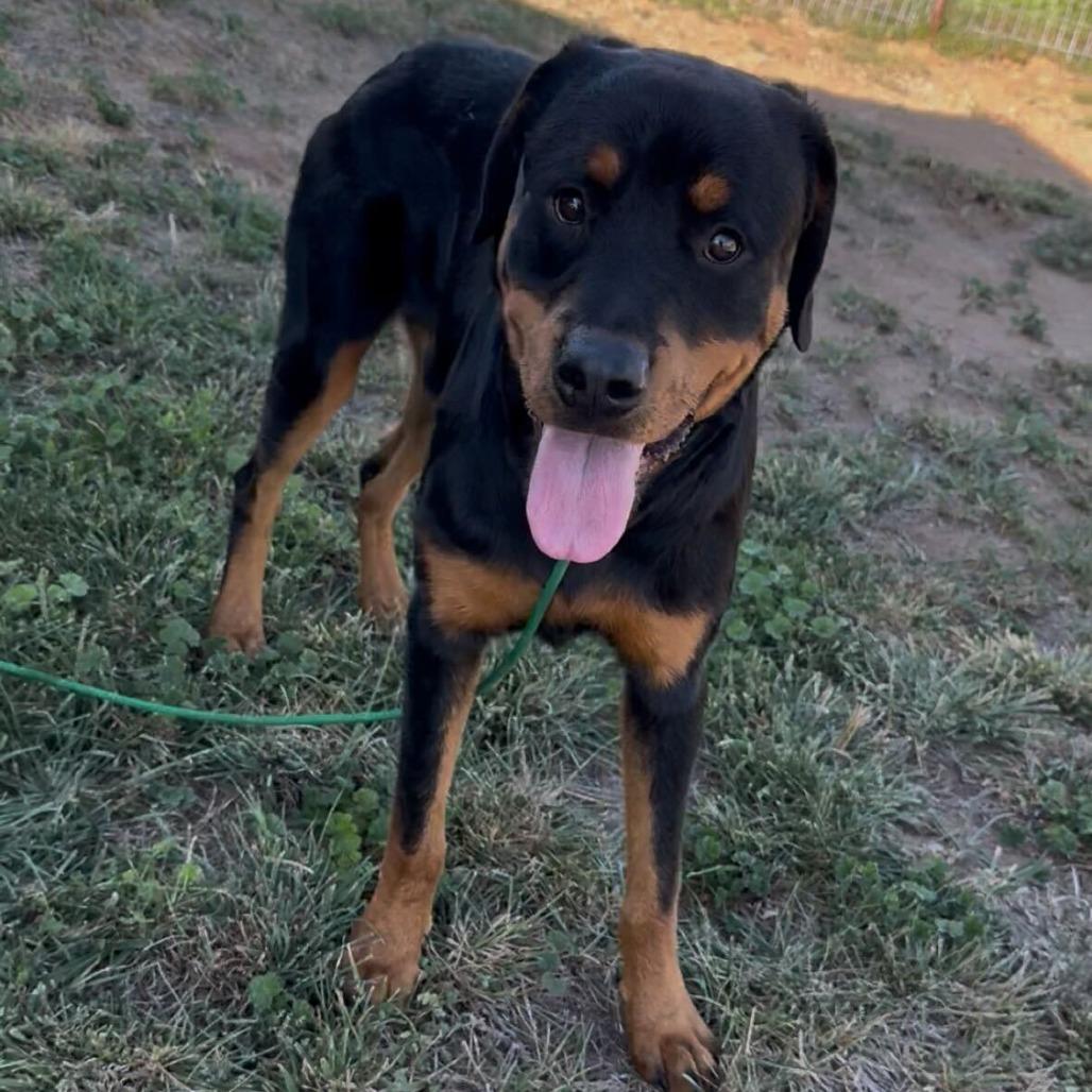 Tommy Pickles, Adoptable, Young Male Rottweiler.