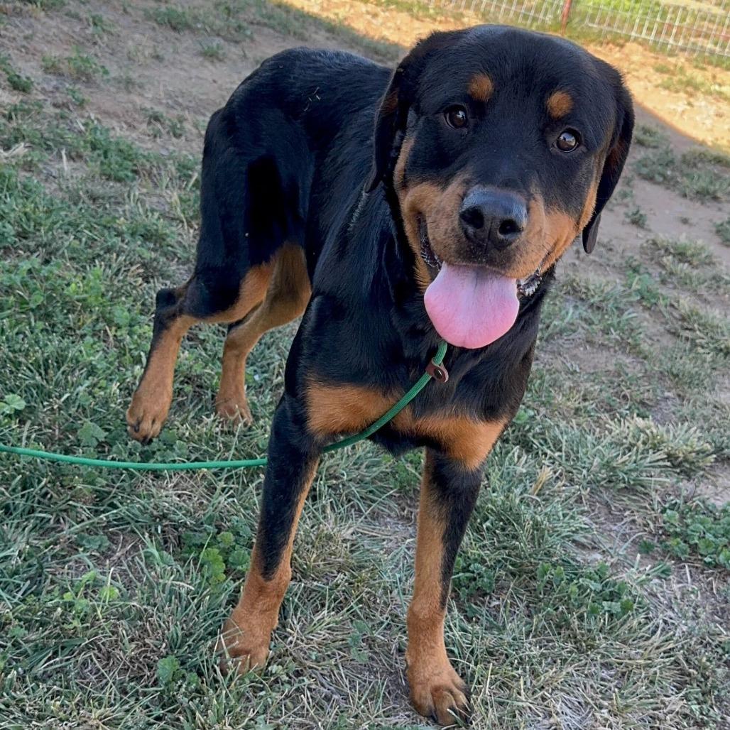 Enlarge Tommy Pickles, a Adoptable Rottweiler in Turlock, CA image 2/6