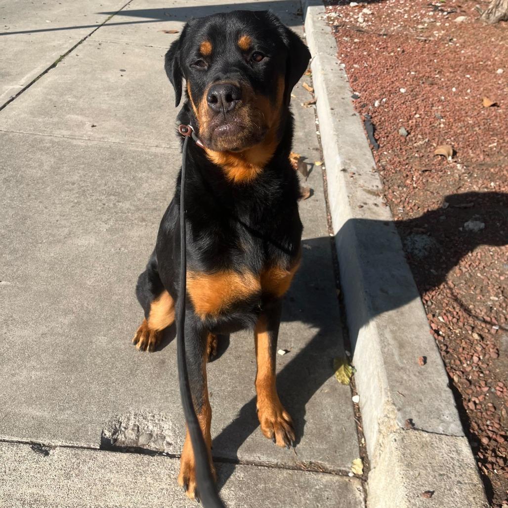 Tommy Pickles, a Adoptable Rottweiler in Turlock, CA image 2/6