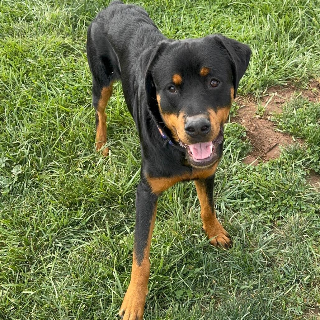 Enlarge Tommy Pickles, a Adoptable Rottweiler in Turlock, CA image 5/6