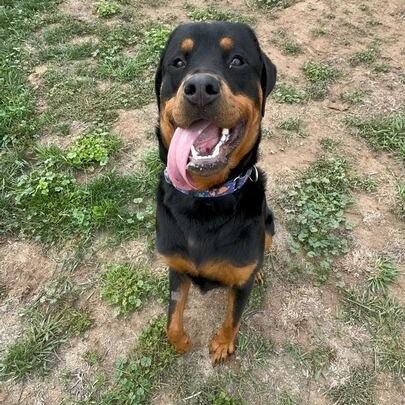 Enlarge Tommy Pickles, a Adoptable Rottweiler in Turlock, CA image 6/6