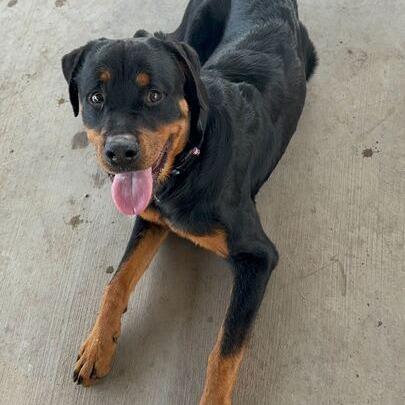 Tommy Pickles, a Adoptable Rottweiler in Turlock, CA image 6/6