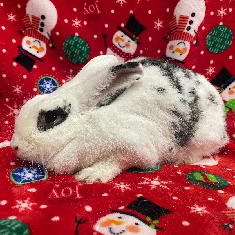 Veronica, Adoptable, Adult Female American & Lop Eared.