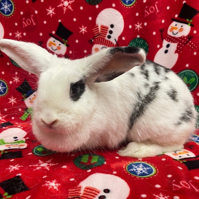 Veronica, Adoptable, Adult Female American & Lop Eared.