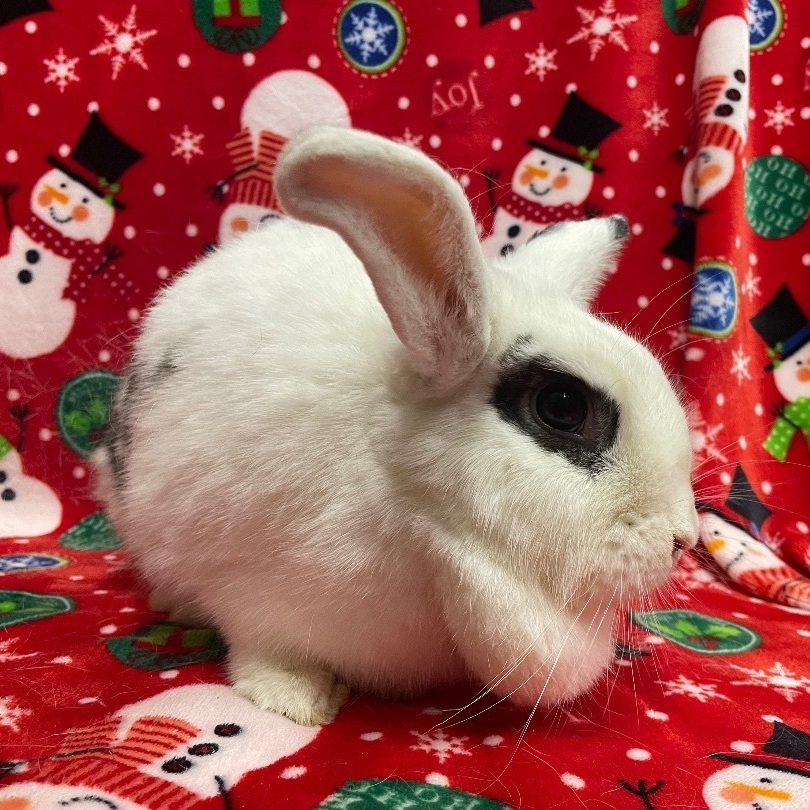 Enlarge Veronica, a Adoptable mixed breed in Indianapolis, IN image 3/4