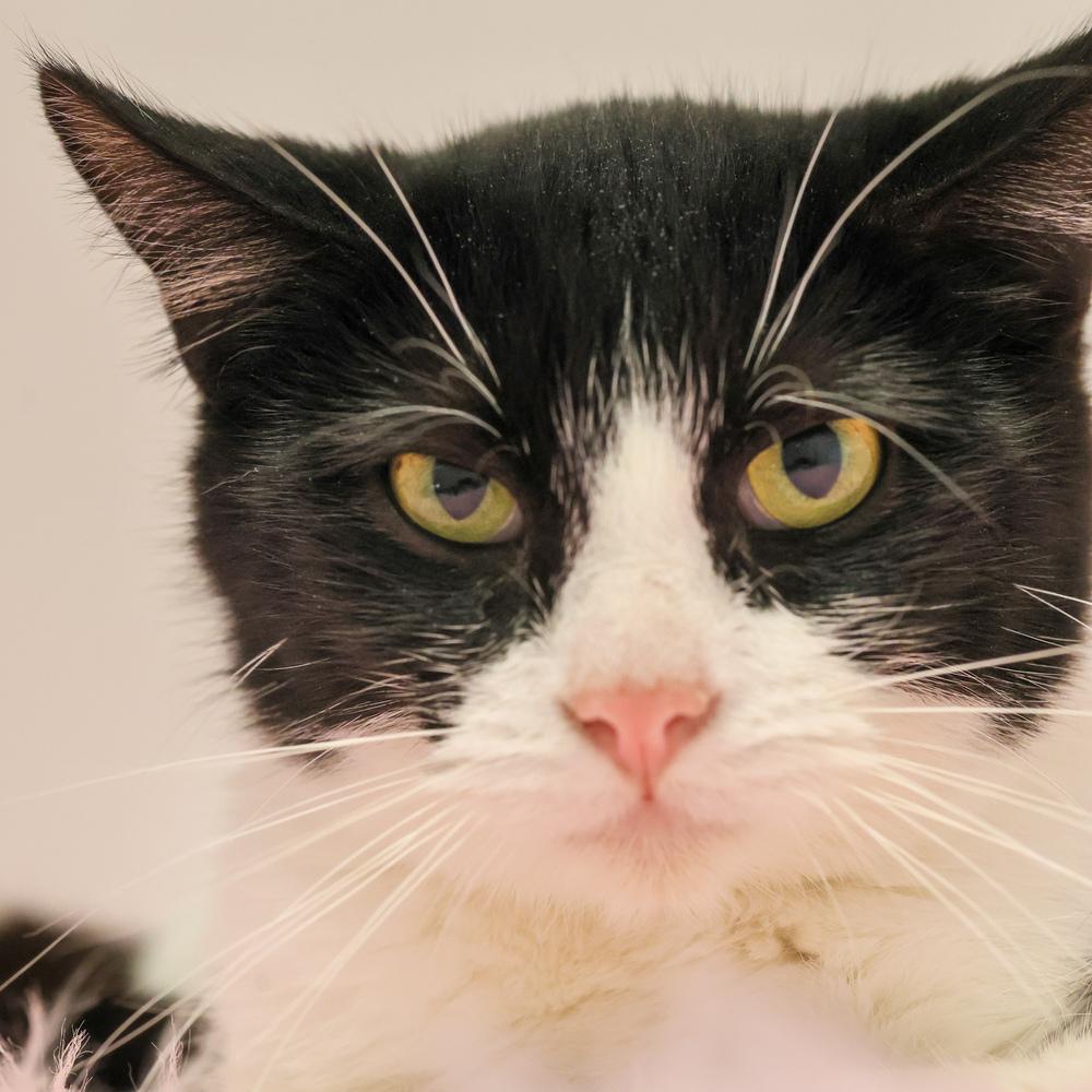 **Cat Cafe** Edgar, a Adoptable Domestic Short Hair in Topeka, KS image 2/2