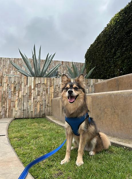 Luke Skywalker, Adoptable, Young Male Pomeranian & Husky.