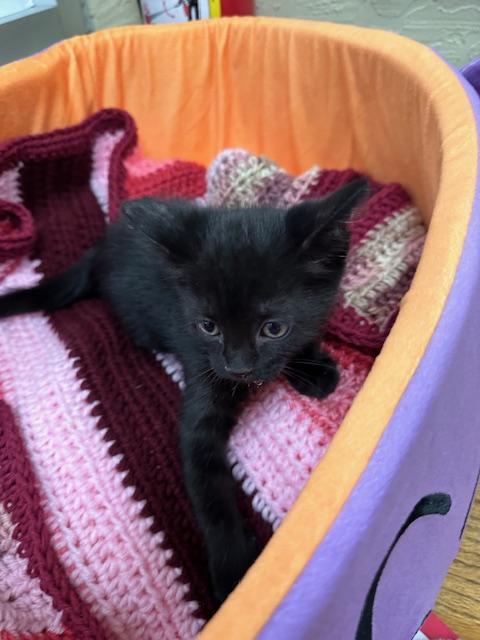 Jasmine, Adoptable, Young Female Domestic Short Hair.