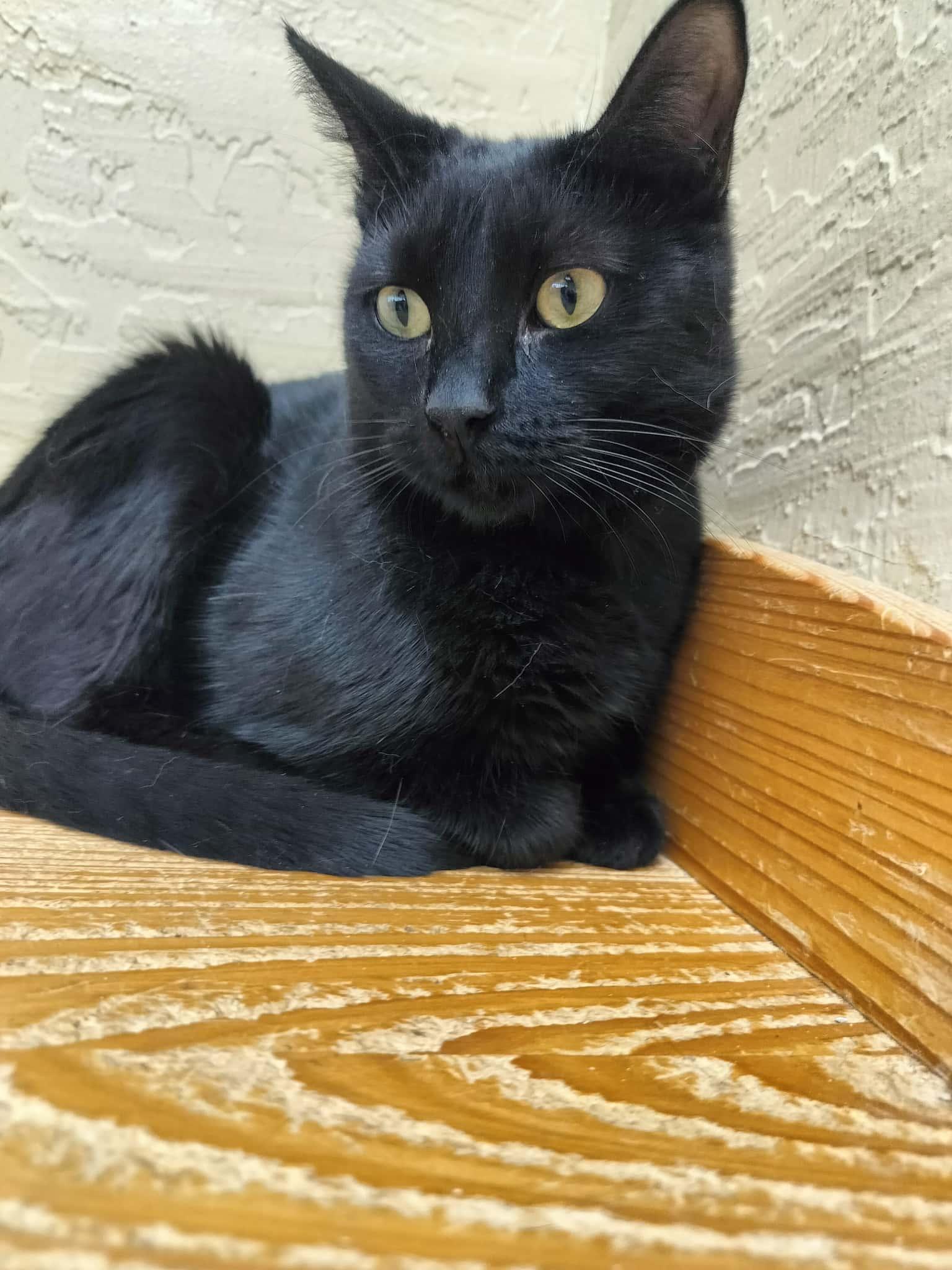 Jasmine, Adoptable, Young Female Domestic Short Hair.