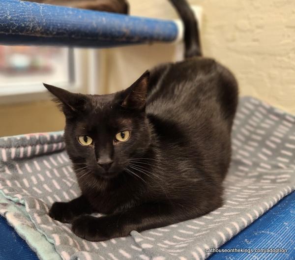 Enlarge Jasmine, a Adoptable Domestic Short Hair in Parlier, CA image 1/6