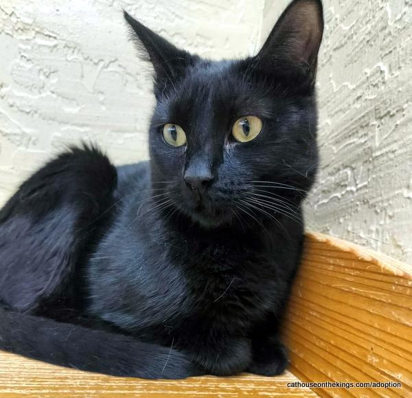 Enlarge Jasmine, a Adoptable Domestic Short Hair in Parlier, CA image 2/6