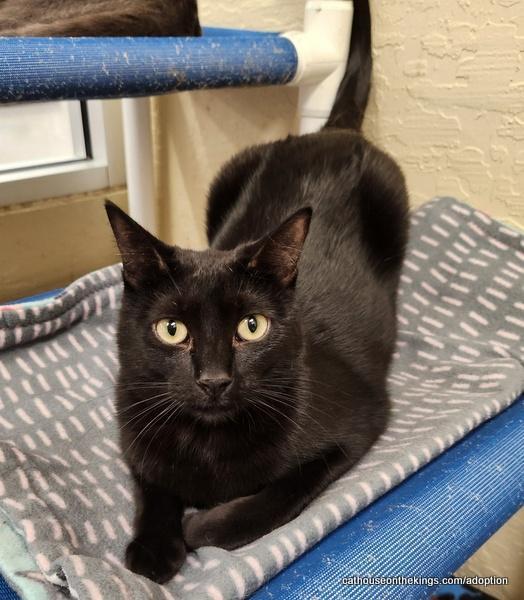 Enlarge Jasmine, a Adoptable Domestic Short Hair in Parlier, CA image 3/6