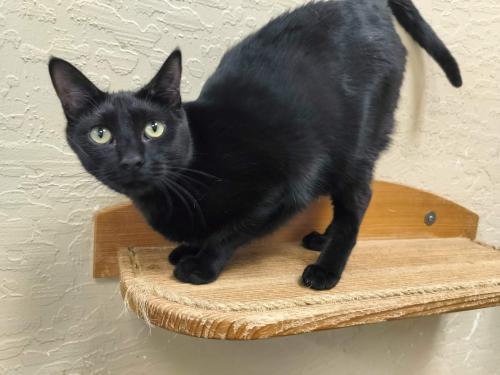 Enlarge Jasmine, a Adoptable Domestic Short Hair in Parlier, CA image 3/6
