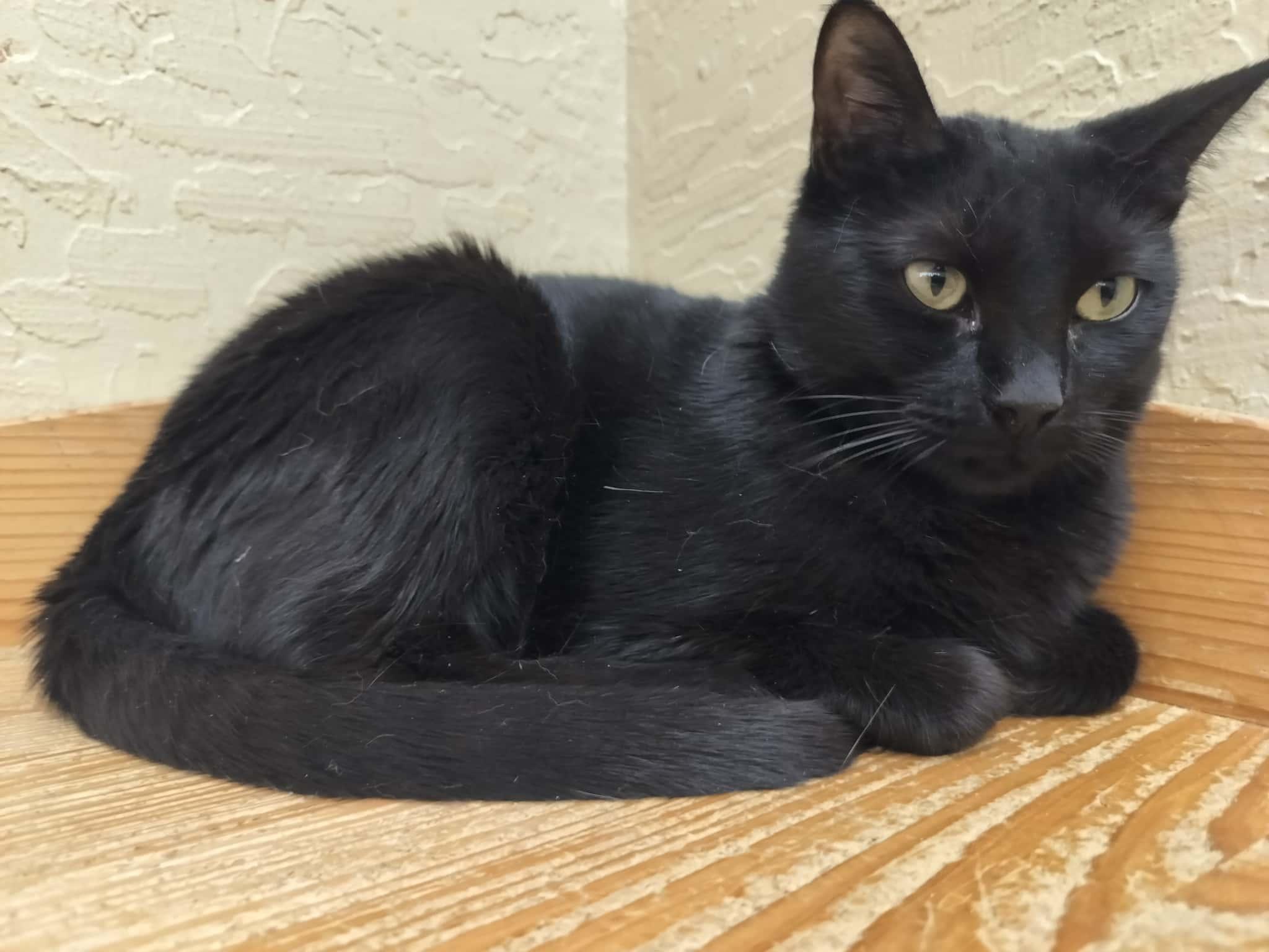 Enlarge Jasmine, a Adoptable Domestic Short Hair in Parlier, CA image 5/6