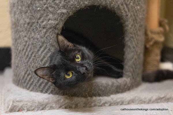 Enlarge Jasmine, a Adoptable Domestic Short Hair in Parlier, CA image 6/6