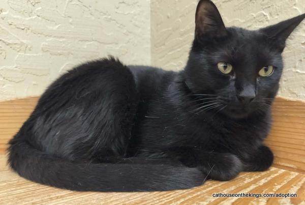 Enlarge Jasmine, a Adoptable Domestic Short Hair in Parlier, CA image 6/6