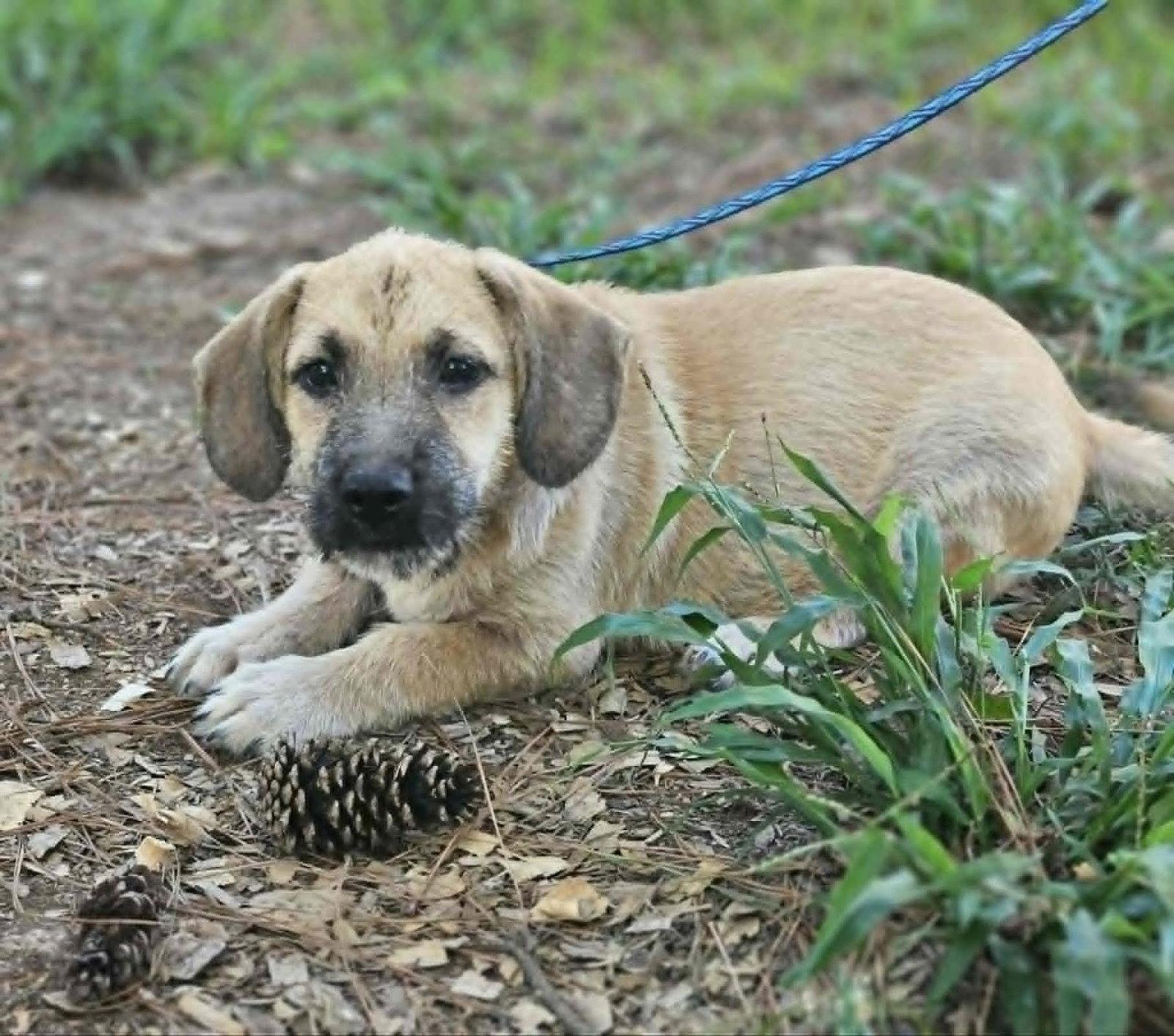 Pacman Q, Adopted, Puppy Male Scottish Terrier & Basset Hound.
