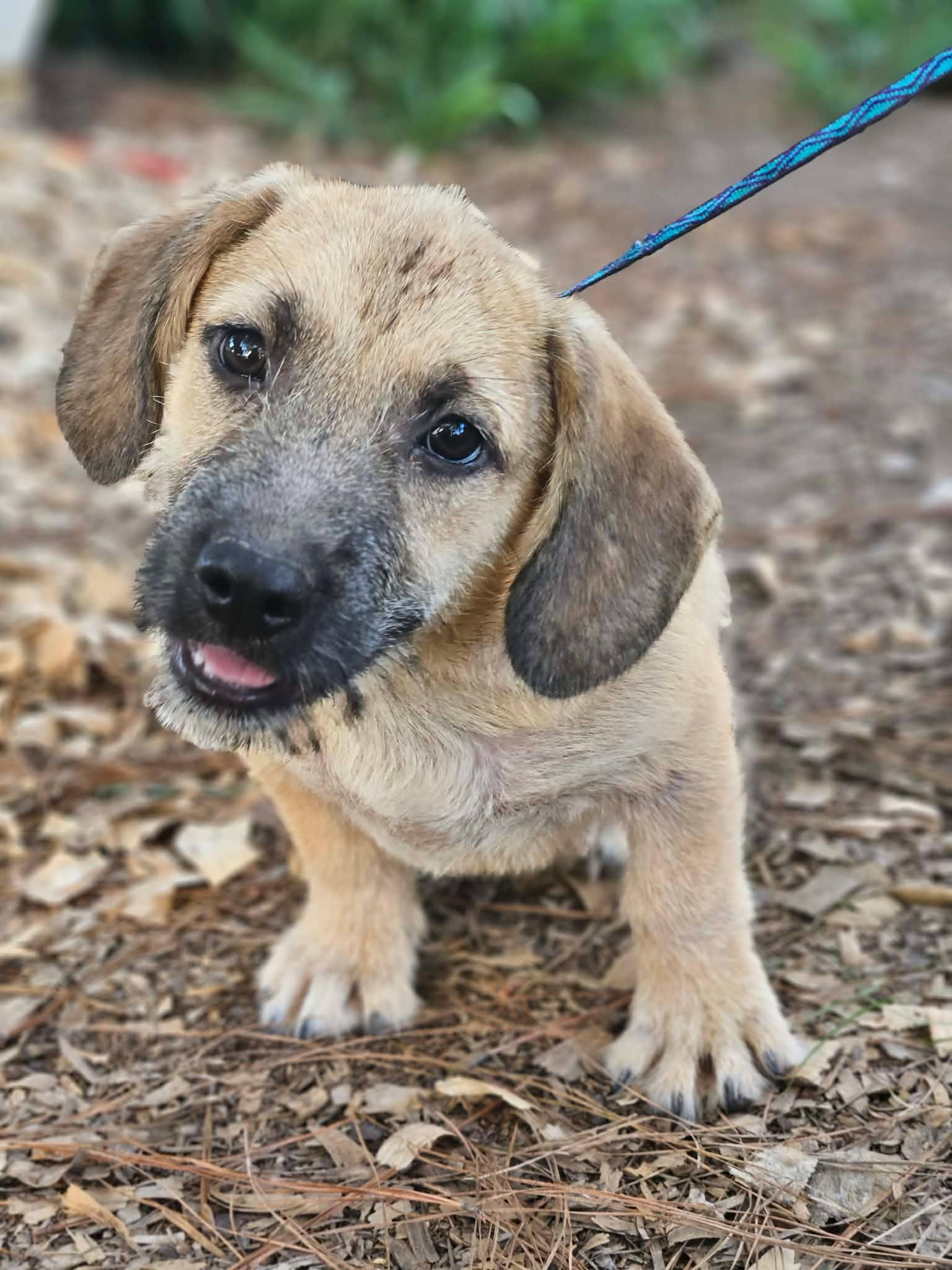 Enlarge Pacman Q, a Adopted mixed breed in Wakefield, RI image 2/3