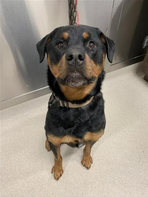 Enlarge ARES, a Adoptable Rottweiler in Fairbanks, AK image 1/1