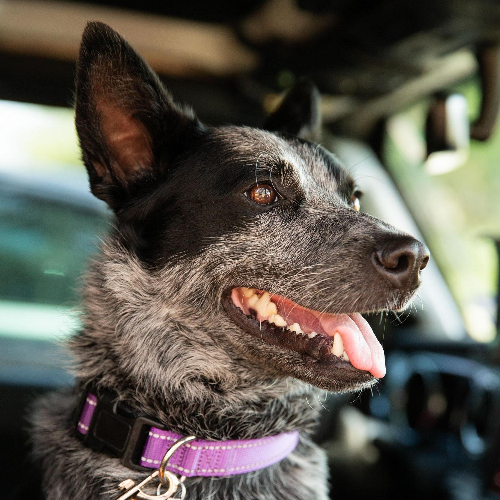 Athena, adopted, Young Female Australian Cattle Dog / Blue Heeler.