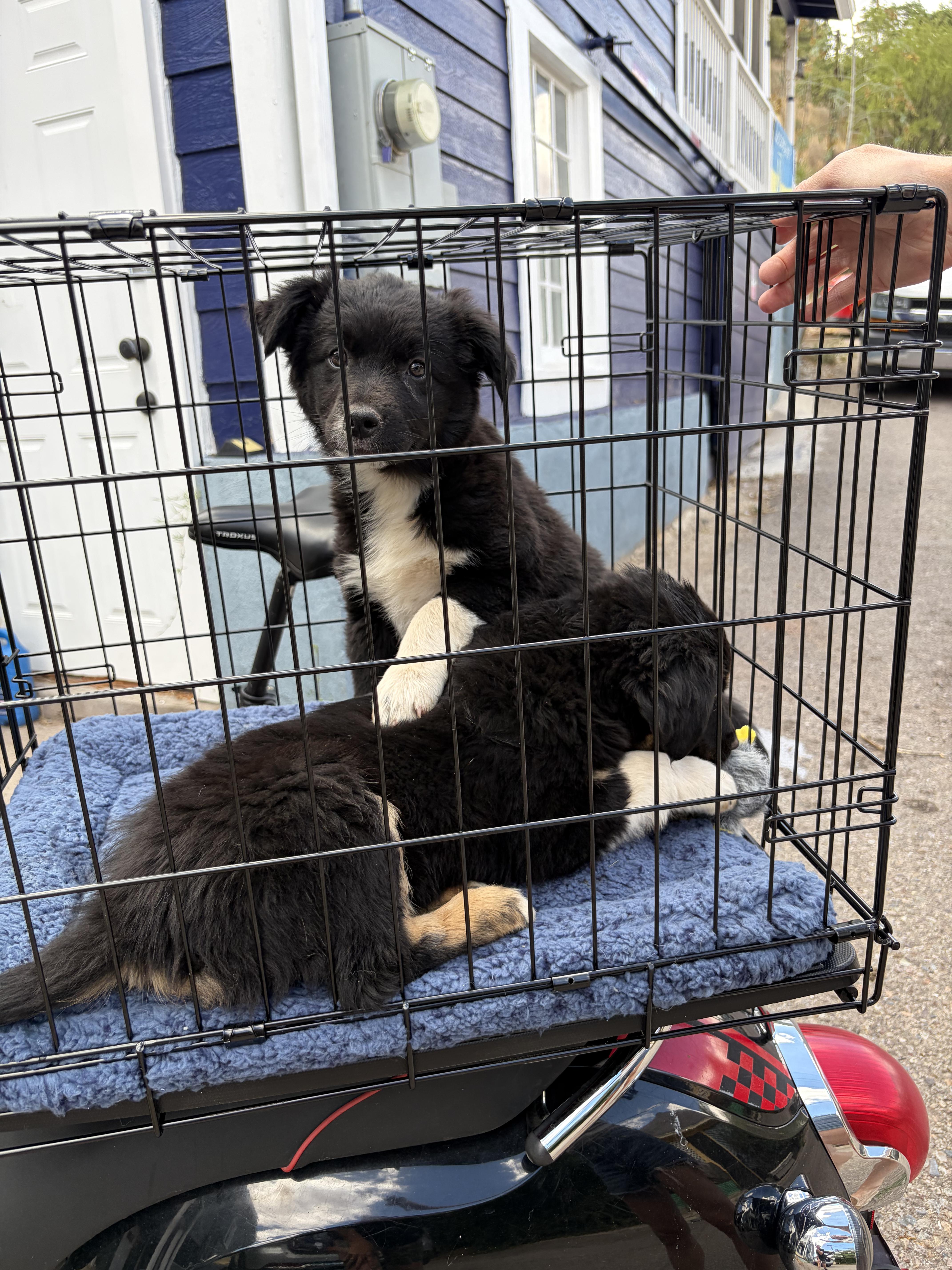 Enlarge Millie, a ADOPTABLE mixed breed in Sierra Vista, AZ image 3/3